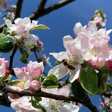 Ferienwohnung-muehlviertel *