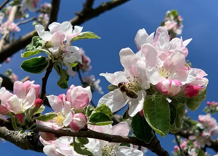 Ferienwohnung-muehlviertel *